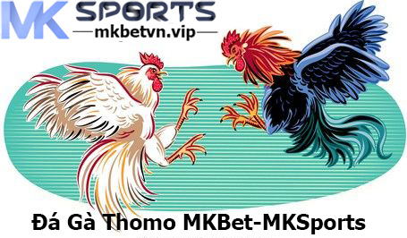 Đá Gà Thomo MKBet-MKSports