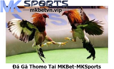 Đá Gà Thomo Tại MKBet-MKSports